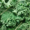 White Russian Kale Seeds - Heirloom, Non-GMO, Cold Hardy, Leafy Green - Image 1