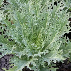 White Russian Kale Seeds - Heirloom, Non-GMO, Cold Hardy, Leafy Green - Image 2