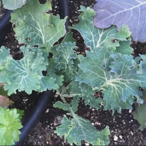 White Russian Kale Seeds - Heirloom, Non-GMO, Cold Hardy, Leafy Green - Image 3