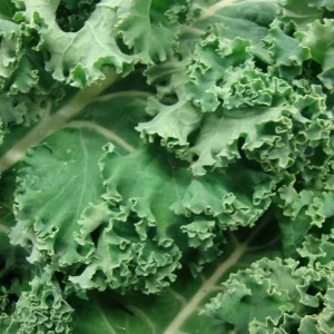 White Russian Kale Seeds - Heirloom, Non-GMO, Cold Hardy, Leafy Green - Image 1