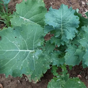 White Russian Kale Seeds - Heirloom, Non-GMO, Cold Hardy, Leafy Green - Image 4