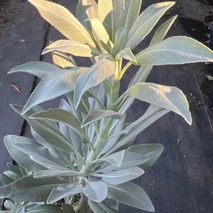 White Sage Live Plant - Herb, 1 Gallon Pot, 1-2ft Tall, Outdoor - Image 1