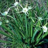 White Spider Lily Hymenocallis Bare Root - Fragrant Blooms, 3-4 ft Tall - Image 1