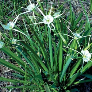 White Spider Lily Hymenocallis Bare Root - Fragrant Blooms, 3-4 ft Tall - Image 1