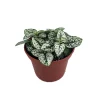 White Splash Polka Dot Plant - Hypoestes - Live Indoor Plant - 3.5" Pot - Image 1