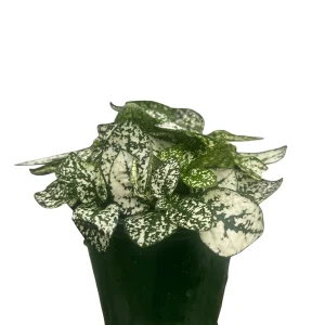 White Splash Polka Dot Plant - Hypoestes - Live Indoor Plant - 3.5