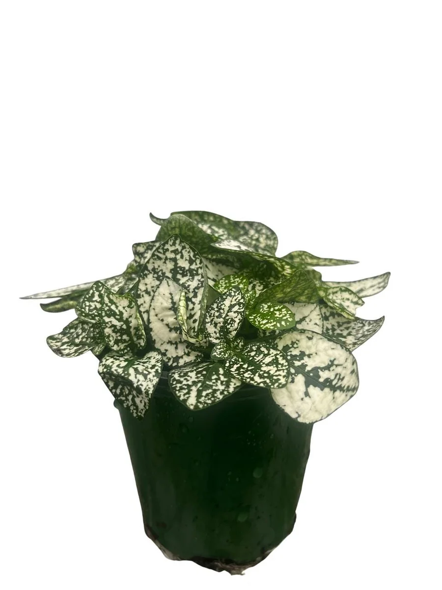 White Splash Polka Dot Plant - Hypoestes - Live Indoor Plant - 3.5" Pot - Image 2