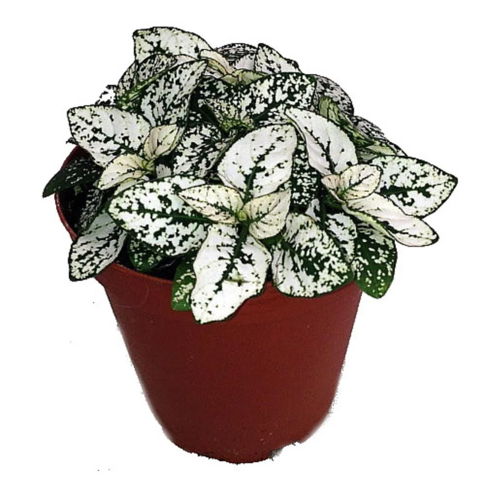 White Splash Polka Dot Plant - Hypoestes - Live Indoor Plant - 3.5" Pot - Image 3