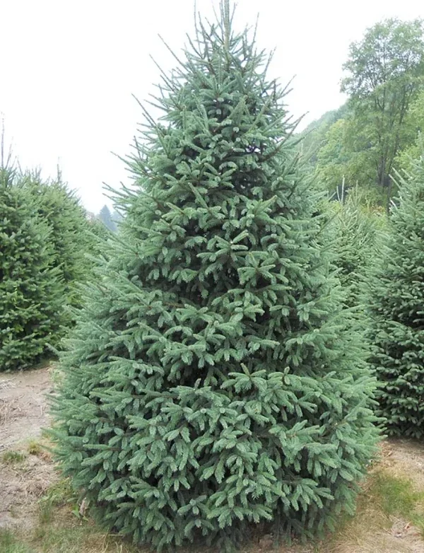 White Spruce – Live Plant – Outdoor – Seedling – Picea Pungens - Image 1