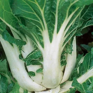 White Stem Baby Pak Choi Seeds - Heirloom Non-GMO Vegetable Seeds - Image 3