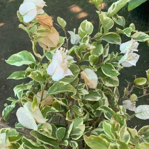 White Stripe Bougainvillea Live Plant – 6 inch Pot – Outdoor Flowering Shrub - Image 2