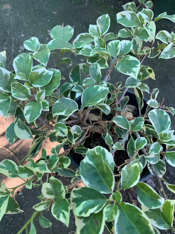 White Stripe Bougainvillea Live Plant – 6 inch Pot – Outdoor Flowering Shrub - Image 1