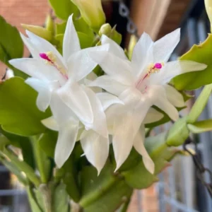 White Thanksgiving Cactus Live Plant – 2in Pot – Indoor Flowering - Image 3