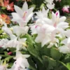 White Thanksgiving Cactus Live Plant – 6in Pot – Indoor Potted Houseplant - Image 1