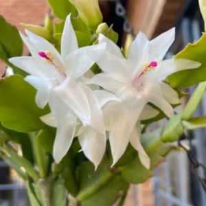 White Thanksgiving Cactus Live Plant – 6in Pot – Indoor Potted Houseplant - Image 3