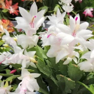 White Thanksgiving Cactus Live Plant – 6in Pot – Indoor Potted Houseplant - Image 1