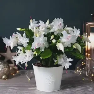 White Thanksgiving Cactus Live Plant – 6in Pot – Indoor Potted Houseplant - Image 4