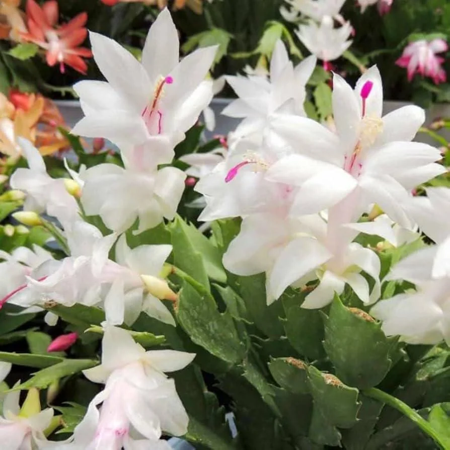 White Thanksgiving Cactus Live Plant – 6in Pot – Indoor Potted Houseplant - Image 1