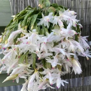 White Thanksgiving Cactus Live Plant - 7