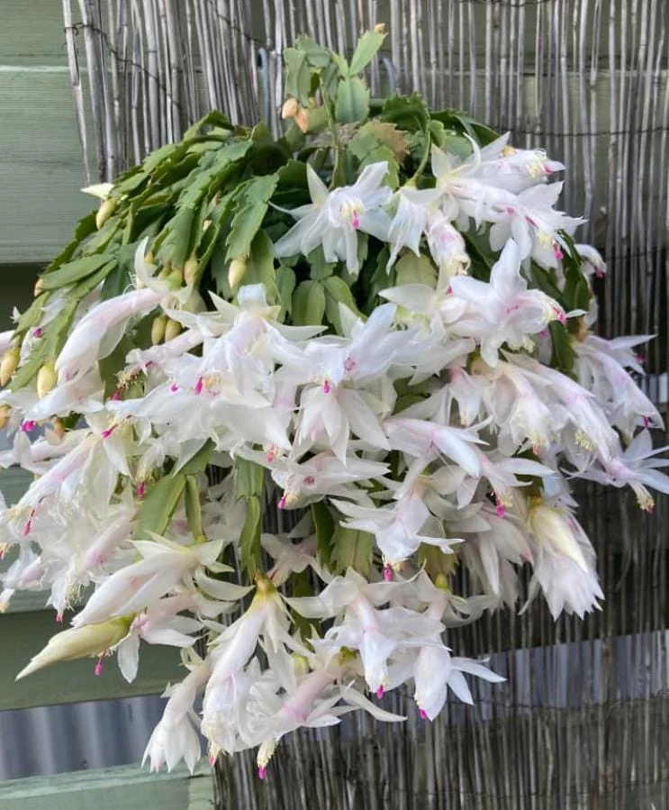White Thanksgiving Cactus Live Plant - 7" Tall, 6" Pot - Indoor/Outdoor Zygocactus - Image 10
