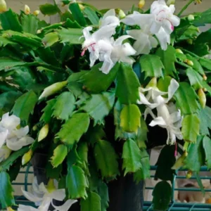 White Thanksgiving Cactus Live Plant - 7" Tall, 6" Pot - Indoor/Outdoor Zygocactus - Image 2
