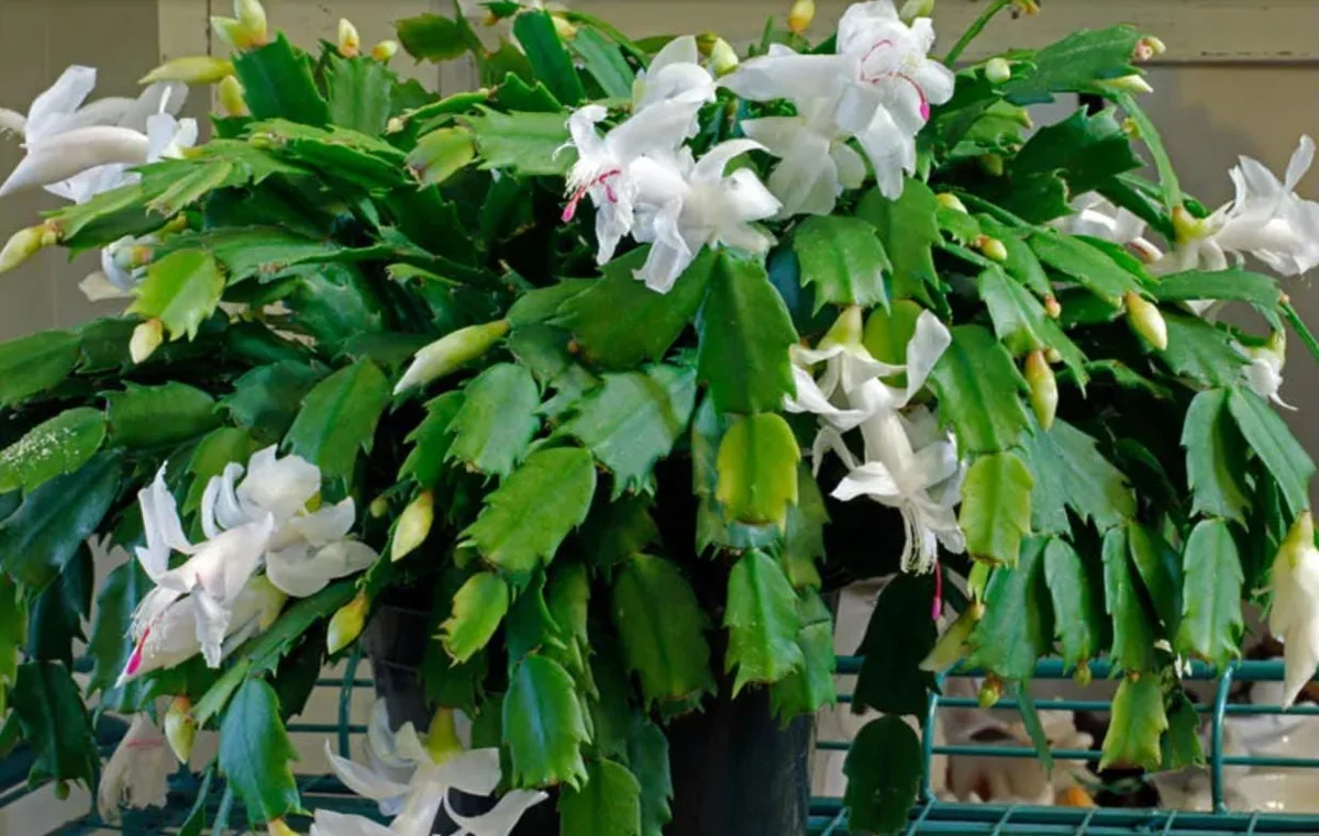 White Thanksgiving Cactus Live Plant - 7" Tall, 6" Pot - Indoor/Outdoor Zygocactus - Image 2