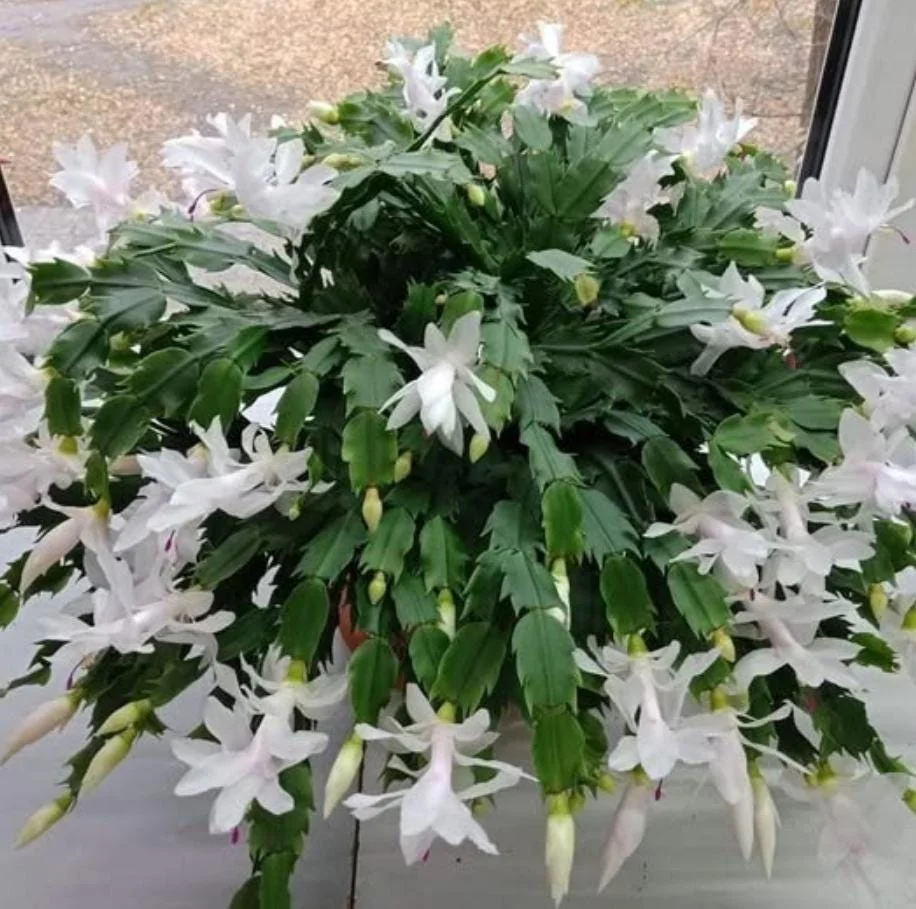 White Thanksgiving Cactus Live Plant - 7" Tall, 6" Pot - Indoor/Outdoor Zygocactus - Image 3