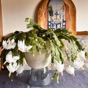White Thanksgiving Cactus Live Plant - 7" Tall, 6" Pot - Indoor/Outdoor Zygocactus - Image 1