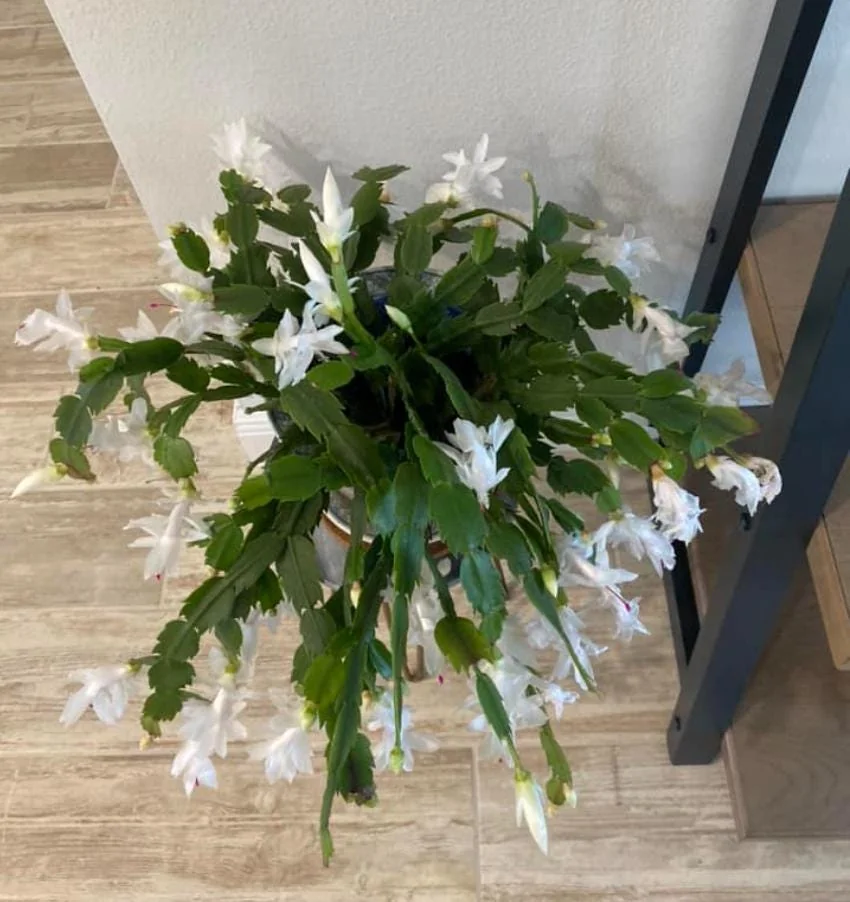 White Thanksgiving Cactus Live Plant - 7" Tall, 6" Pot - Indoor/Outdoor Zygocactus - Image 4