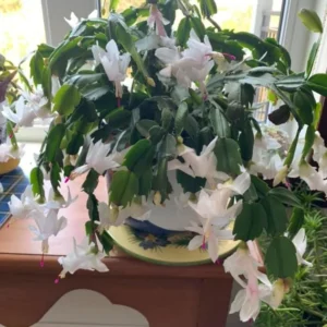 White Thanksgiving Cactus Live Plant - 7
