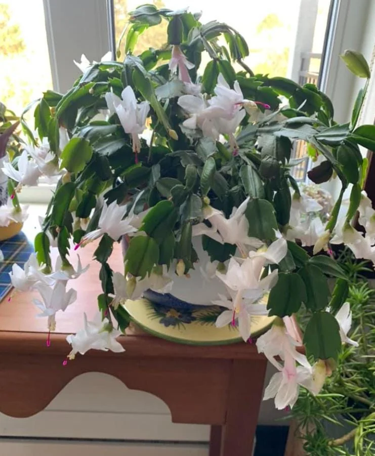 White Thanksgiving Cactus Live Plant - 7" Tall, 6" Pot - Indoor/Outdoor Zygocactus - Image 5