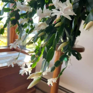 White Thanksgiving Cactus Live Plant - 7