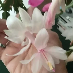 White Thanksgiving Cactus Live Plant - 7