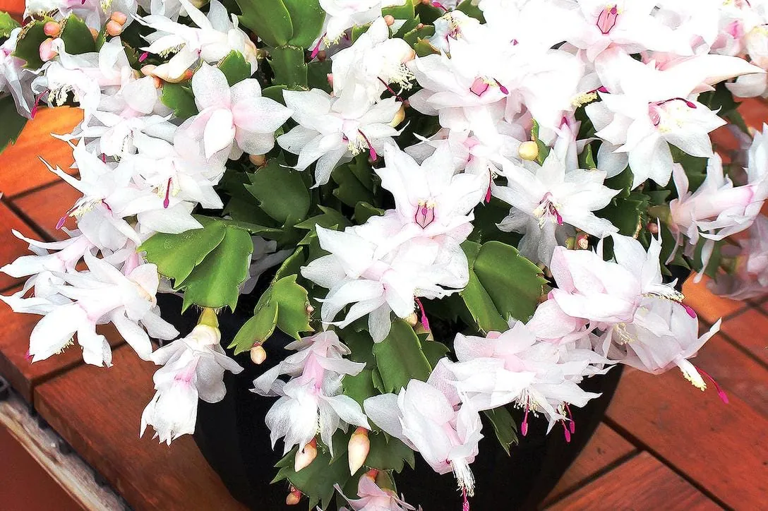 White Thanksgiving Cactus Live Plant - 7" Tall, 6" Pot - Indoor/Outdoor Zygocactus - Image 8