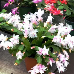 White Thanksgiving Cactus Live Plant - 7