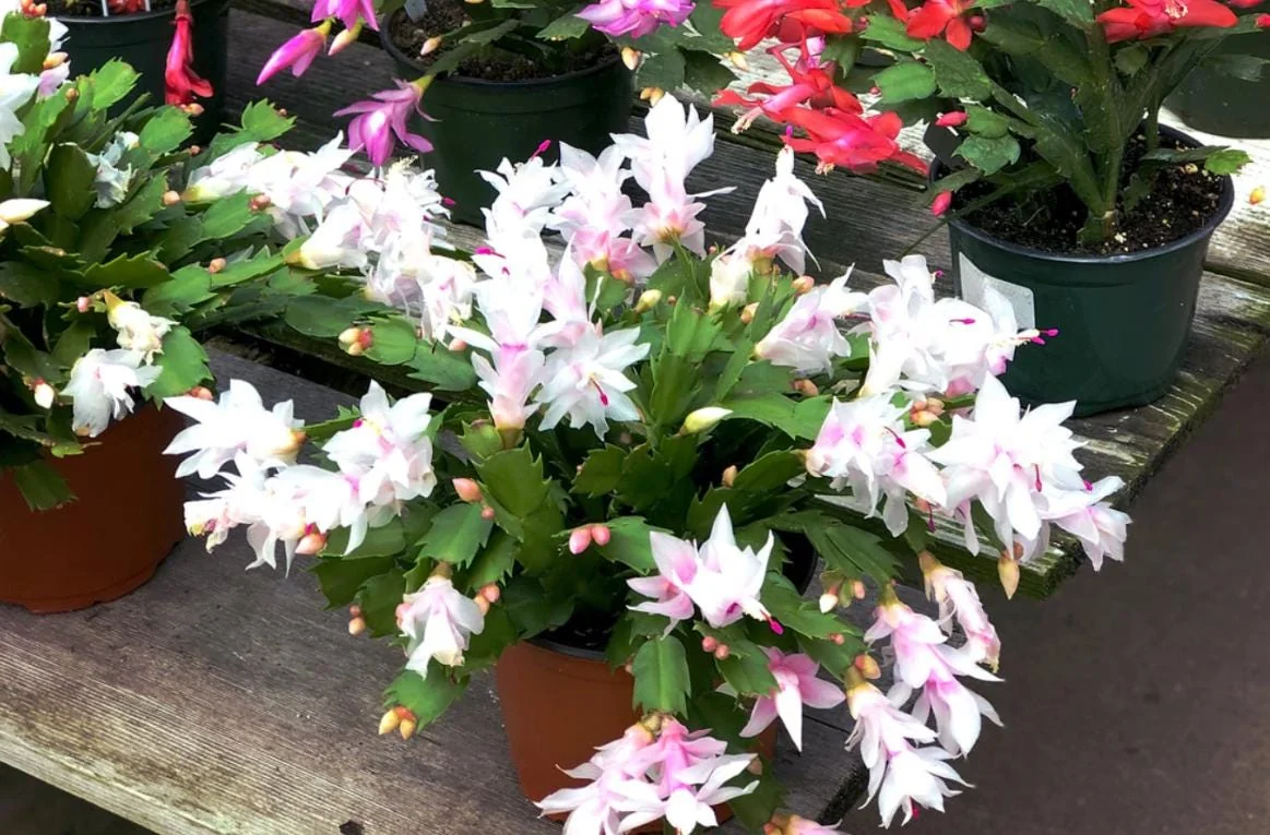 White Thanksgiving Cactus Live Plant - 7" Tall, 6" Pot - Indoor/Outdoor Zygocactus - Image 9