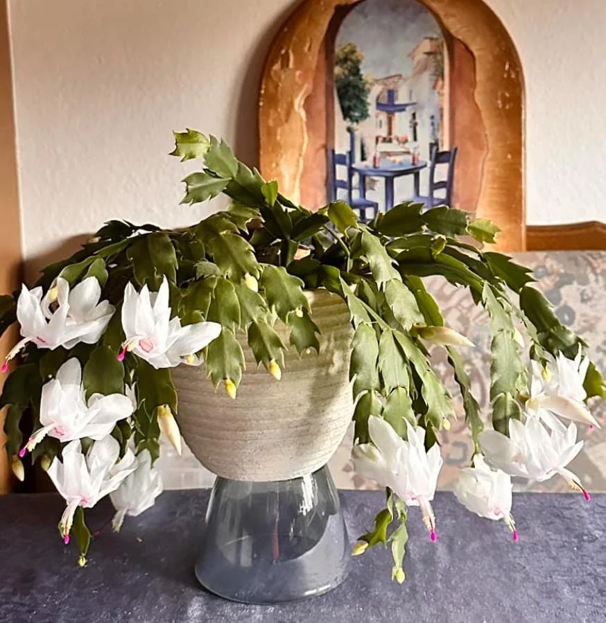 White Thanksgiving Cactus Live Plant - 7" Tall, 6" Pot - Indoor/Outdoor Zygocactus - Image 1