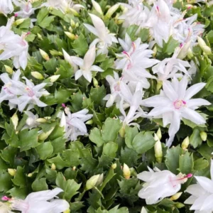White Thanksgiving Cactus Live Plant – Zygocactus – 4 inch Pot – Indoor Houseplant - Image 10