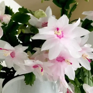 White Thanksgiving Cactus Live Plant – Zygocactus – 4 inch Pot – Indoor Houseplant - Image 2