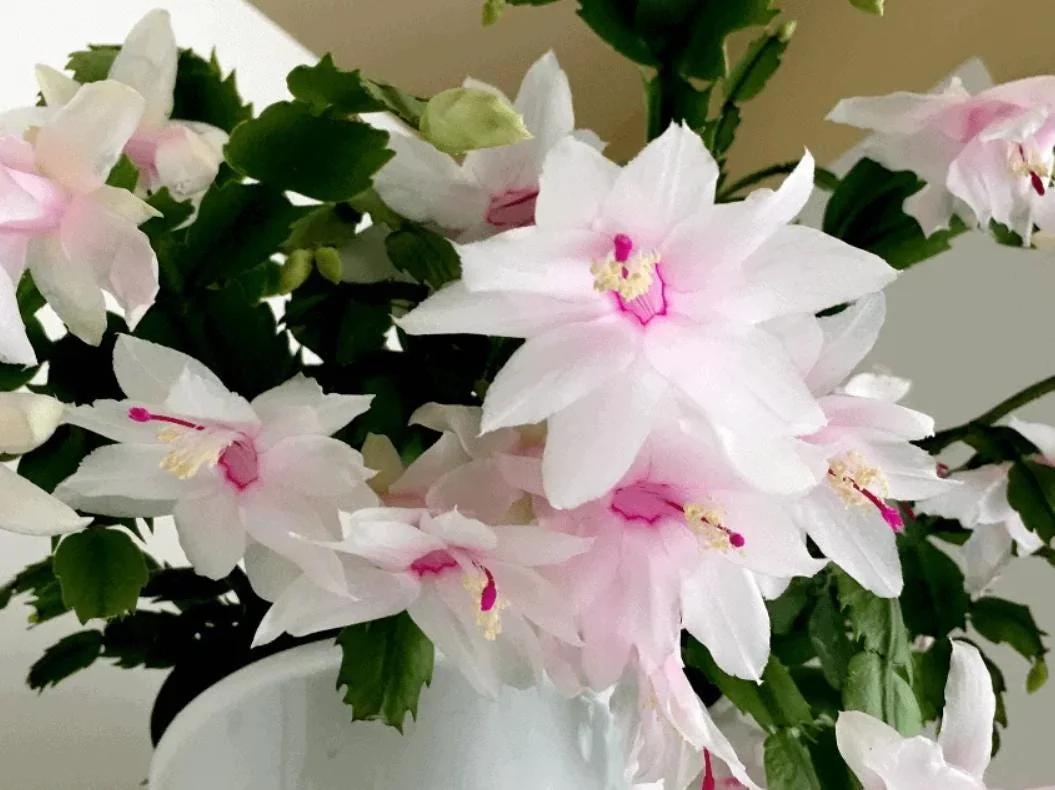 White Thanksgiving Cactus Live Plant – Zygocactus – 4 inch Pot – Indoor Houseplant - Image 2