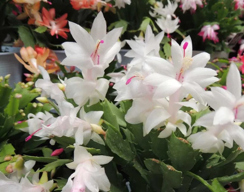 White Thanksgiving Cactus Live Plant – Zygocactus – 4 inch Pot – Indoor Houseplant - Image 3
