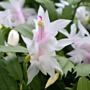 White Thanksgiving Cactus Live Plant – Zygocactus – 4 inch Pot – Indoor Houseplant - Image 4