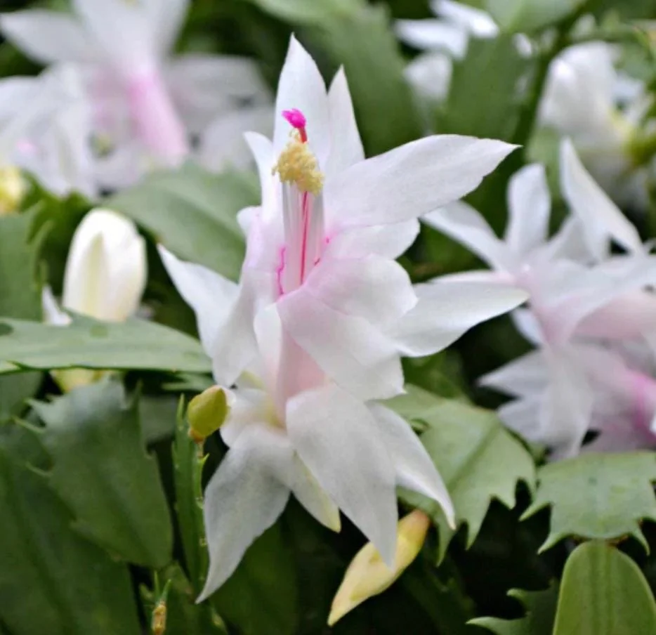 White Thanksgiving Cactus Live Plant – Zygocactus – 4 inch Pot – Indoor Houseplant - Image 4