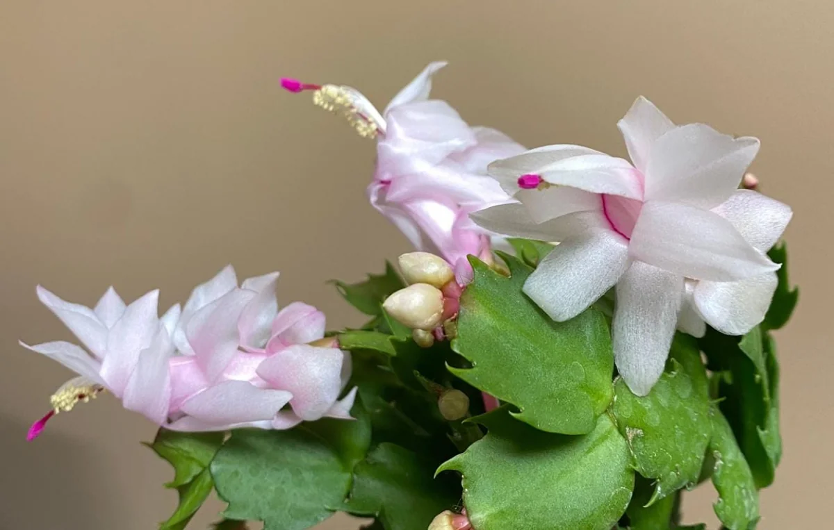 White Thanksgiving Cactus Live Plant – Zygocactus – 4 inch Pot – Indoor Houseplant - Image 5