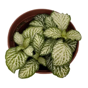 White Tiger Mini Nerve Plant (Fittonia) – Live Plant – 2.5