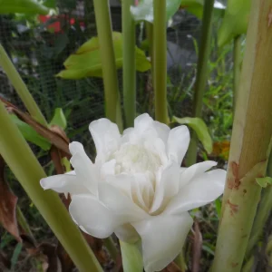 White Torch Ginger Rhizome - Etlingera elatior Live Plant - 1x Rhizome - Image 1