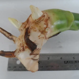 White Torch Ginger Rhizome - Etlingera elatior Live Plant - 1x Rhizome - Image 4