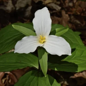 White Trillium Bulbs - 5 Wood Lily Heirloom Perennial Bulbs for Shade Gardens - Image 1