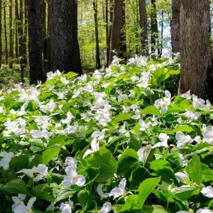 White Trillium Bulbs - 5 Wood Lily Heirloom Perennial Bulbs for Shade Gardens - Image 10