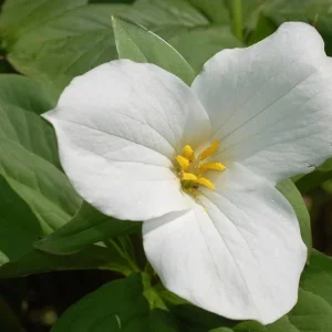 White Trillium Bulbs - 5 Wood Lily Heirloom Perennial Bulbs for Shade Gardens - Image 2